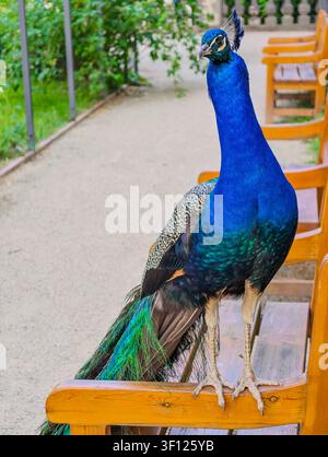 Vertical photograph of a vibrant peacock standing on a wooden bench with iridescent blue and green plumage, for branding, design, mobile wallpaper Stock Photo