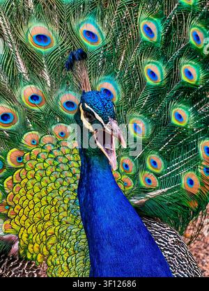 Peacock displaying fully open tail and calling with open beak, vibrant blue, green and golden feathers creating a dramatic wildlife portrait, vertical Stock Photo