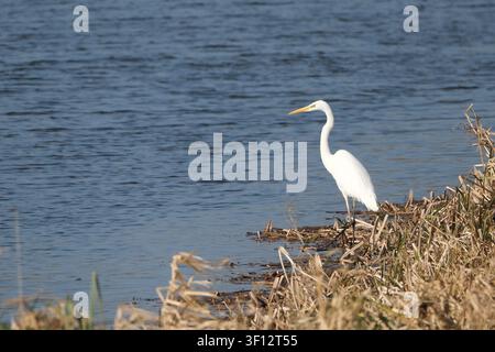 Great egret (Ardea alba) standing on the riverbank looking for prey Stock Photo