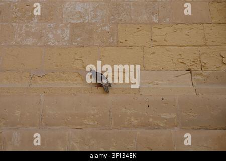 A solitary pigeon perched on a historic yellow limestone rock wall block in Valletta, Malta. Stock Photo