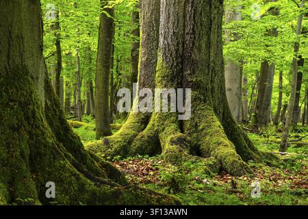 Close-up of the moss-covered trunks of huge, ancient European beech trees (Fagus sylvatica) in a primeval forest in spring, Hainich National Park, Thu Stock Photo