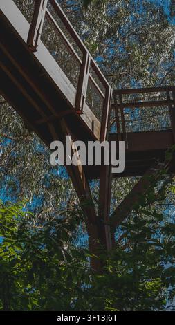 Modern elevated wooden canopy walkway through eucalyptus trees in botanical garden viewed from below Stock Photo
