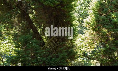 ancient evergreen tree with exposed aerial roots in dense forest Stock Photo