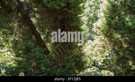 ancient evergreen tree with exposed aerial roots in dense forest Stock Photo