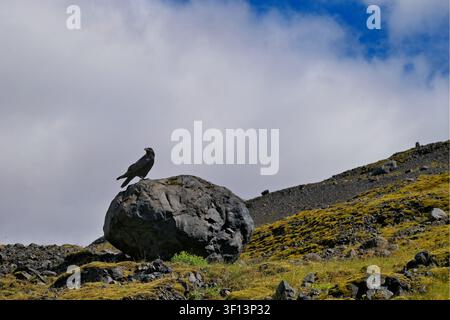 **Titel für Ģ����ý:**  **Common Raven (Corvus corax) Sitting on a Giant Rock with Blue Sky and Clouds in the Background** Stock Photo