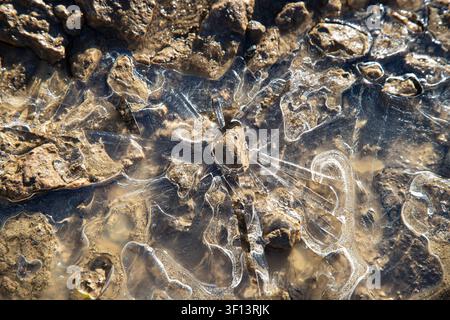 Frozen water over muddy ground creating abstract patterns, showing cold conditions and solid texture Stock Photo