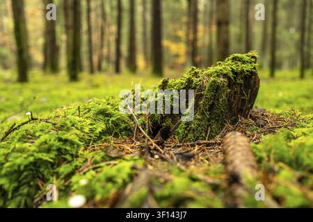 Ground-level shot of an old rotten tree stump, which is covered with juicy green moss Stock Photo
