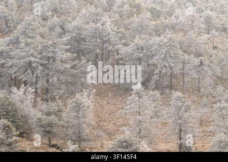 Frosted pine trees in a foggy forest creating a serene winter atmosphere, Italy Stock Photo