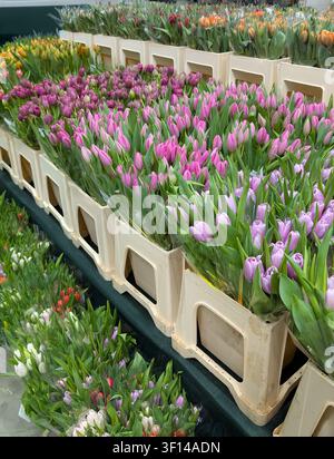 Huge variety of colorful tulips in crates at a flower shop for Womens Day Stock Photo