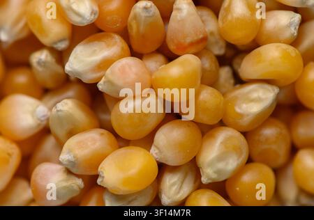 A highly detailed, close-up photograph showcasing the intricate textures and warm, golden-yellow tones of raw, dried corn kernels. The shallow depth o Stock Photo