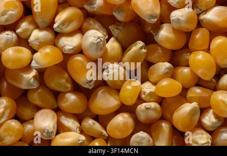 A close-up photograph capturing the varied shapes, smooth hard surfaces, and warm yellow tones of dried corn kernels. The image focuses on the intrica Stock Photo