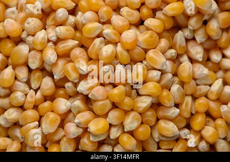 A detailed, close-up photograph featuring a dense, top-down view of numerous raw, dried corn kernels. The image highlights the uniform golden-yellow c Stock Photo