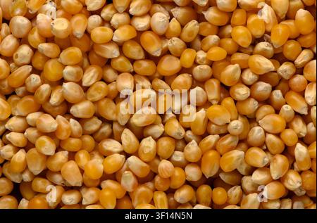 A detailed, close-up photograph featuring a dense, top-down view of numerous raw, dried corn kernels. The image highlights the uniform golden-yellow c Stock Photo