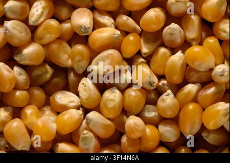 A detailed, close-up photograph capturing a dense pile of raw, dried corn kernels. The image emphasizes the golden-yellow hues, varying shapes, and ha Stock Photo