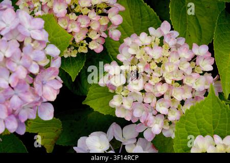Spider on pink and white hydrangea flowers on Jeju Island South Korea Stock Photo