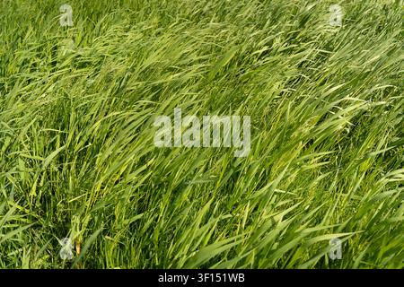 Close-up view of lush green meadow grass moving in the wind during spring Stock Photo