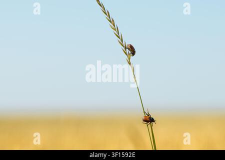 Two wheat chafer beetles (Anisoplia) on a grass stalk close up. High quality photo Stock Photo