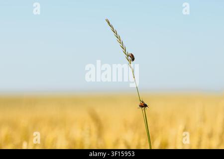 Two wheat chafer beetles (Anisoplia) on a grass stalk close up. High quality photo Stock Photo
