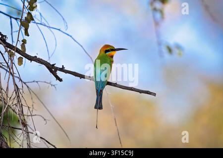 Australian rainbow bee-eater perched on a branch Stock Photo