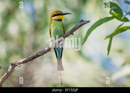 Australian rainbow bee-eater perched on a branch Stock Photo