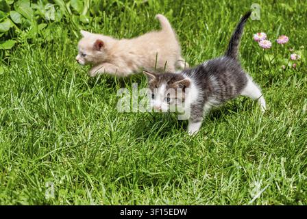 Two kittens, yellow and brown white, walking through the grass on a sunny day Stock Photo