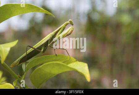 Green Praying Mantis, Mantis religiosa, sitting on a leaf in its typical pose, waiting for insects to catch them. Outisde of Europe this species is al Stock Photo