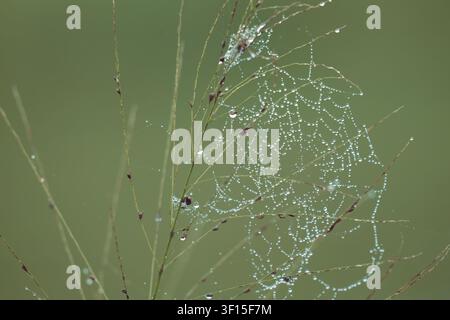 Water droplets on a spider web against a green background Stock Photo