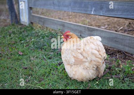 Farmyard chicken on green grass beside a timber fence Stock Photo