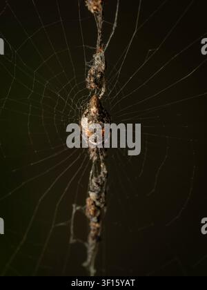 Macro overhead view of a trashline orbweaver spider resting on its stabilized web debris line against a dark background Stock Photo