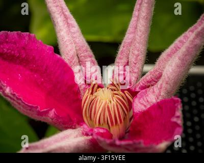Macro closeup of an opening bright pink clematis flower showcasing fuzzy sepals and detailed central stamens on a green background Stock Photo