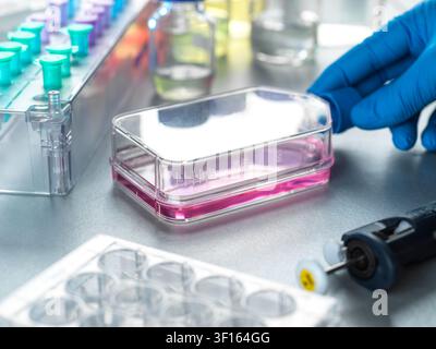 Cell research, conceptual image. Scientist preparing stem cells in a cell jar in the lab. Stock Photo