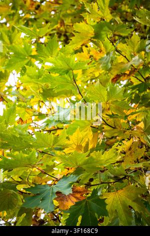 Vibrant autumn foliage and spiky seed balls of a London plane tree during the seasonal transition. Stock Photo