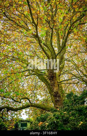 Beautiful London plane tree with vibrant autumn foliage and sprawling branches against a bright sky, captured from a low angle view. Stock Photo