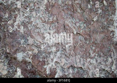 Natural rough tree bark texture with detailed cracked wooden surface for abstract background and design. Stock Photo