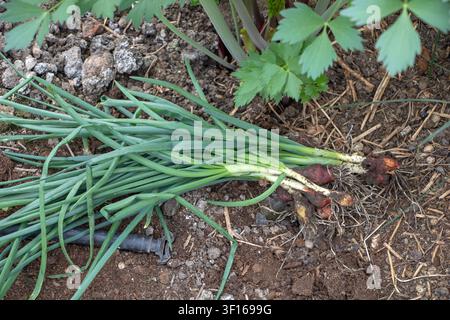 Freshly harvested red onions with green leaves placed on fertile garden soil in a home vegetable garden. Stock Photo