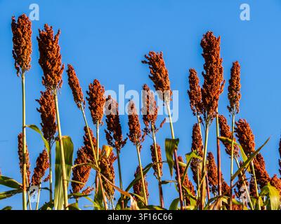 Low angle view of ripe red sorghum panicles growing in an agricultural field against a clear blue sky background. Cultivated grain crop plantation dur Stock Photo