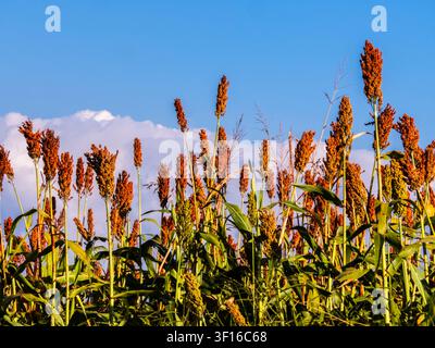 Low angle view of ripe red sorghum panicles growing in an agricultural field against a clear blue sky background. Cultivated grain crop plantation dur Stock Photo