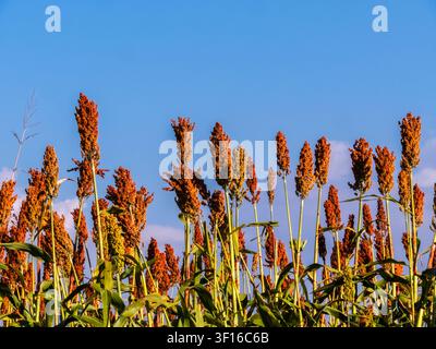 Low angle view of ripe red sorghum panicles growing in an agricultural field against a clear blue sky background. Cultivated grain crop plantation dur Stock Photo