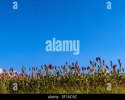 Low angle view of ripe red sorghum panicles growing in an agricultural field against a clear blue sky background. Cultivated grain crop plantation dur Stock Photo