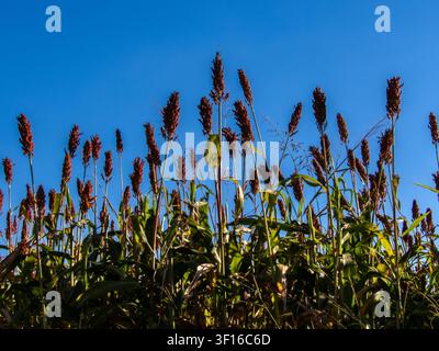 Low angle view of ripe red sorghum panicles growing in an agricultural field against a clear blue sky background. Cultivated grain crop plantation dur Stock Photo