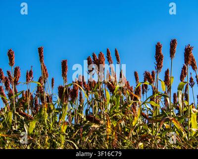 Low angle view of ripe red sorghum panicles growing in an agricultural field against a clear blue sky background. Cultivated grain crop plantation dur Stock Photo