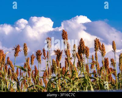 Low angle view of ripe red sorghum panicles growing in an agricultural field against a clear blue sky background. Cultivated grain crop plantation dur Stock Photo
