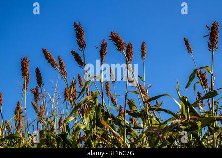 Low angle view of ripe red sorghum panicles growing in an agricultural field against a clear blue sky background. Cultivated grain crop plantation dur Stock Photo