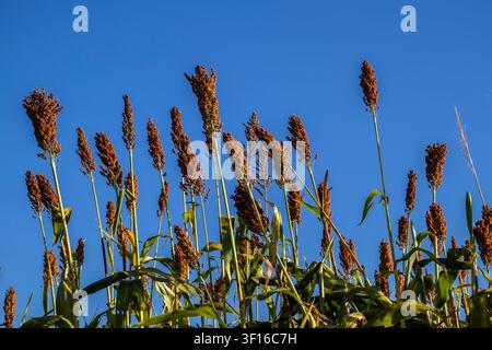 Low angle view of ripe red sorghum panicles growing in an agricultural field against a clear blue sky background. Cultivated grain crop plantation dur Stock Photo