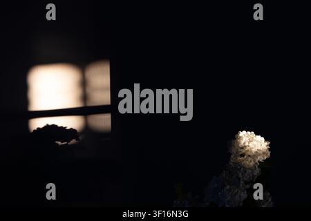 White flower cluster sunlit against dark interior background near window reflection Stock Photo