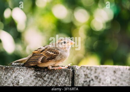 House Sparrow (Passer Domesticus) On Fence. quiet young sparrow resting on a rough stone wall outdoors. Stock Photo