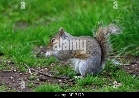 An Eastern grey squirrel sits on a patch of grassy ground, holding and eating a small piece of food in a side profile view. Stock Photo