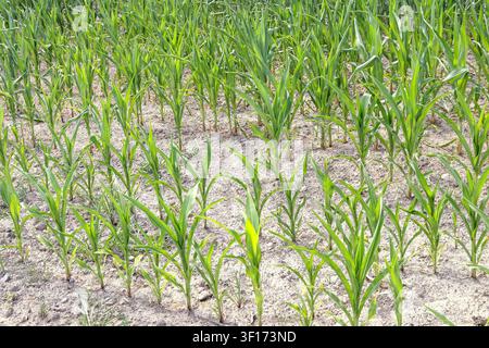 Körnermais bei extremer Trockenheit im Juli, Waldviertel, Niederösterreich, Österreich // Grain corn during extreme drought in July, Waldviertel, Lower Austria, Austria Credit: APA-Images/Ģ����ý Live News Stock Photo
