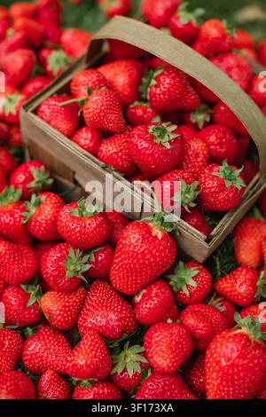 Full frame Close-up of a punnet of ripe strawberries surrounded by fresh strawberries Stock Photo