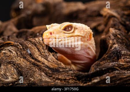 Close-up of a common leopard gecko (Eublepharis macularius) hiding in a tree branch in a cage Stock Photo